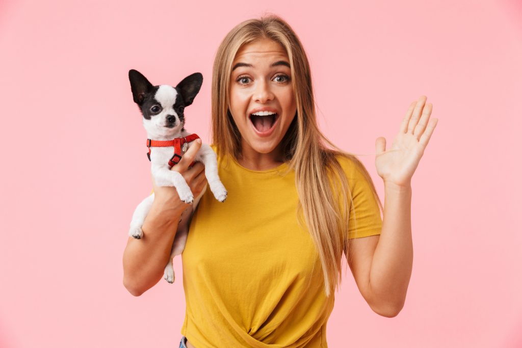 Cheerful girl playing with her pet chihuahua isolated over pink background, screaming