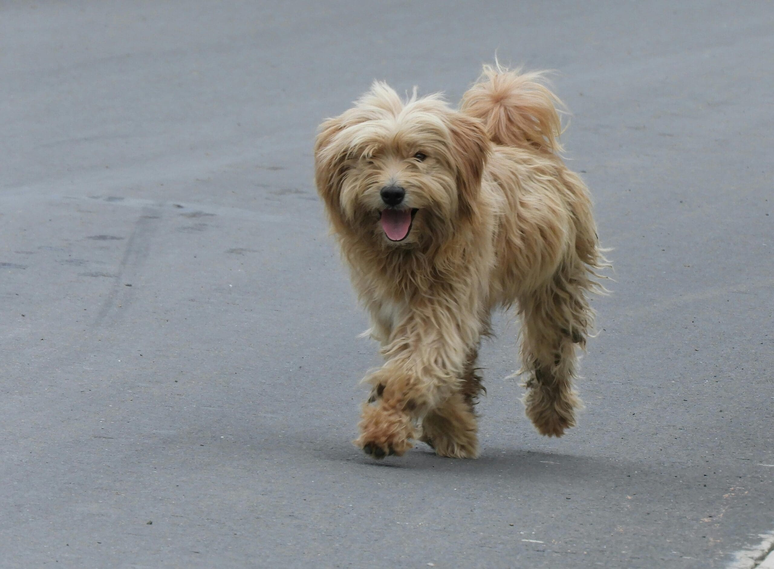 Small fluffy tan dog running toward the camera on a gray pavement, tongue out.