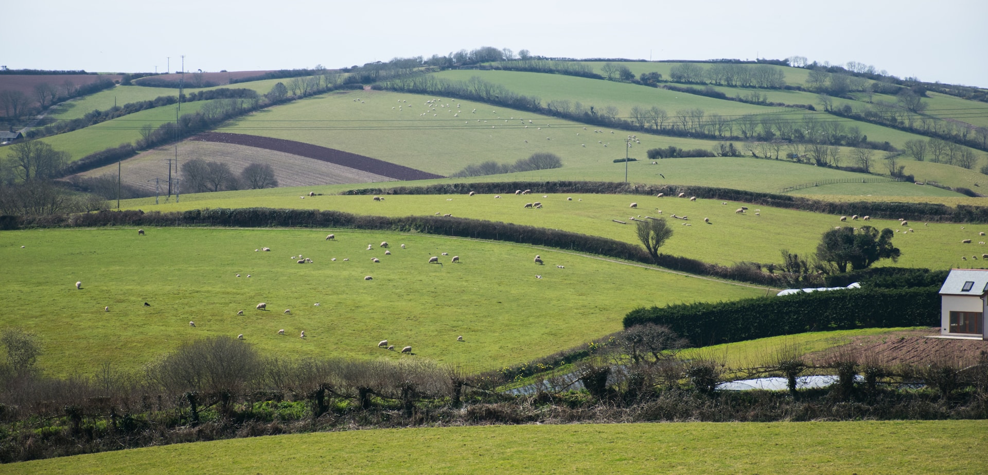 Rolling fields with sheep in Devon